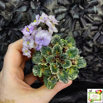 Heavenly Girl (Хевенли Гел), H.Pittman (пестролистный гёрл)