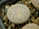 Lithops pseudotruncatella 'pallid' C264 (MG-1699) - 10 семян