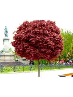 Клен остролистный  Purple Globe