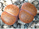 Lithops aucampiae v. koelemanii С016 (MG) - 10 семян