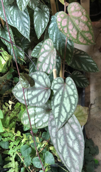 Piper Croceum ‘Frost Bite’ / Перец Крокеум ‘Фрост Байт’