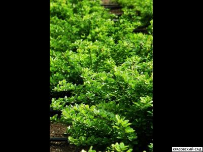 Барбарис Грин Карпет - Green carpet