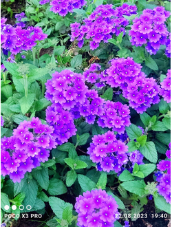 Нежные фиолетово-лиловые цветы вербены Vanessa Compact Purple в садовой композиции.