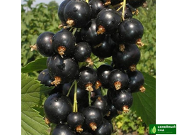 Смородина черная "Фараон"