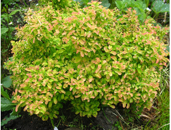 Спирея ниппонская Gerlve`s Rainbow, C5