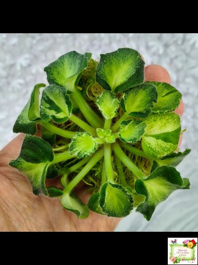 ОлА-Браслет Нефертири (О. Агафонова) листовая химера