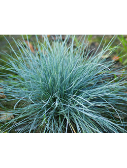 Овсяница сизая