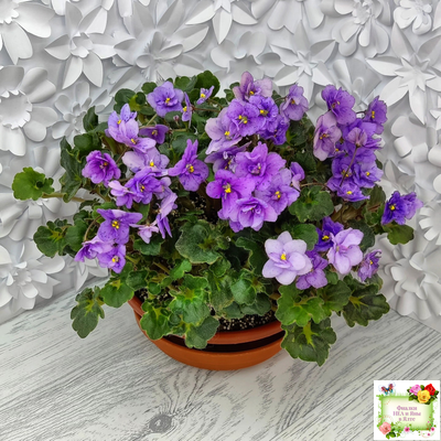 Skagit Victory Trails (W. Lindstrom)  (5659) 01/30/1984 трейлер