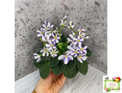 7 Белок (Калгины) химера (стартер сорт)