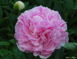 Paeonia High Fashion