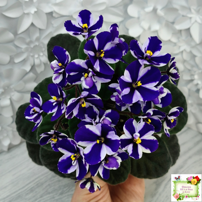 Concord (Horikoshi/Ozaki) (10/03/1992) химера (пасынок укоренённый)