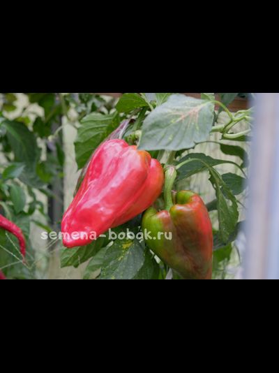 Перец сладкий Новгородец (название условное), 10 шт