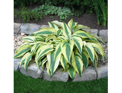 Хоста Лейксайд Драгонфлай (Lakeside Dragonfly)