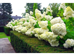 Гортензия метельчатая Бобо (Bobo), 0,5 л