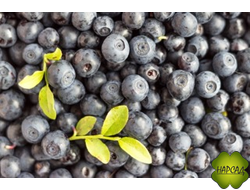 ЧЕРНИКА ОБЫКНОВЕННАЯ