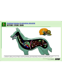 Рельефная таблица "Внутреннее строение собаки" (формат А1, матовое ламинир.)