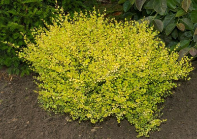 Береза карликовая Голден Трэже (Betula x plettke Golden Tresure), 0,5 л