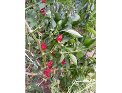 Перец острый Baumchili Rot