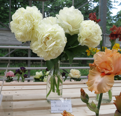 Пион Blond Vision (Блонд Вижен)