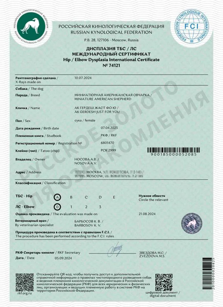 Юта. Результаты тестов на дисплазию суставов - идеальные суставы.