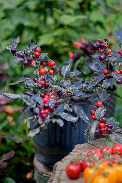 Перец острый Indonesian x Purple Flash, 10 шт