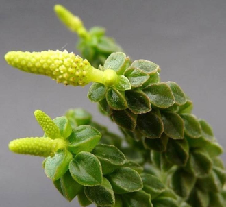 Peperomia columella - Пеперомия колумелла, столбчатая пеперомия