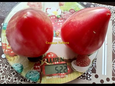 Томат Сердце Тибета
