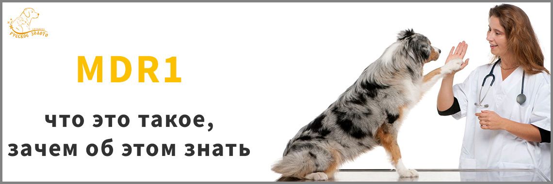 MDR1 (multidrug resistance 1)/ABCB1 gene у австралийских и миниатюрных американских овчарок