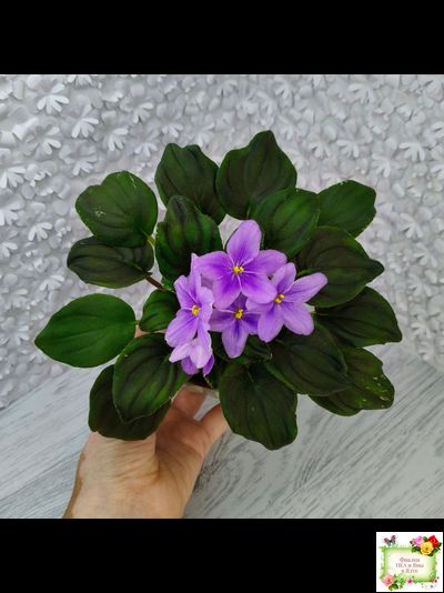 LV-Астемир (Л. Шевелева) 2025 г. трейлер (пестролистный клакамас)