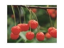 Память Машкина(вишня)