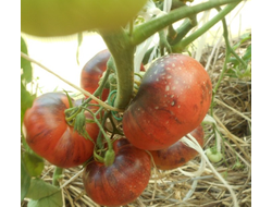 Томат Сибирский тигр (Siberian Tiger)