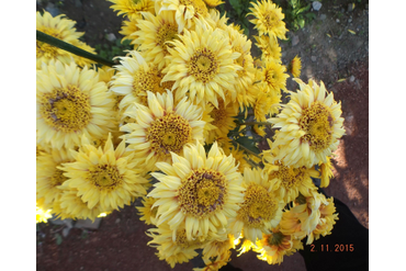 Солнышко.
Селекция НБС-ННЦ