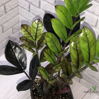 Замиокулькас Эмералд Блэк / Z. Emerald Black