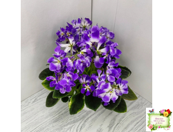 LV-Элизабет (Л. Шевелева) 2023 г. (лист посажен 25.07.25)