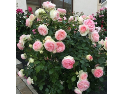 Мини Эден Роз (Mini Eden Rose) шр