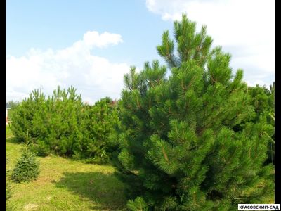 Сосна кедровая австрийская - Pinus Nigra Austriaca