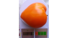 Ночная свеча