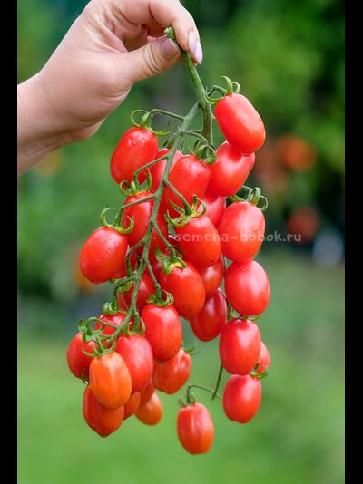 Томат Сызранские Дамские Пальчики, 10 шт.