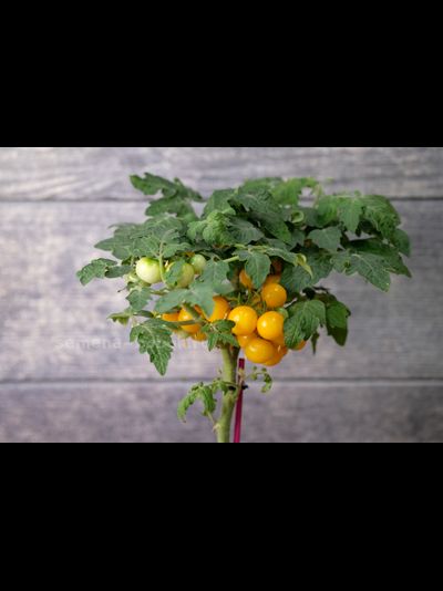 Томат Liliput Yellow (Желтый Лилипут), 10 шт