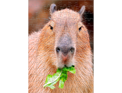 Пазл Капибара, Kapibara-san №21