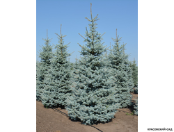 Ель колючая Блю Даймонд