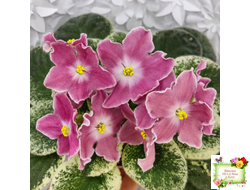 НД-Наталка-Полтавка (Н. Данилова-Суворова) 2018 г.