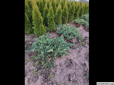 Можжевельник даурский Экспанса Вариегата - Expansa Variegata