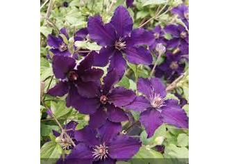 Клематис крупноцветковый Распутин, C5 (III)