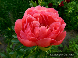 Пион Coral Charm (Корал Шарм)