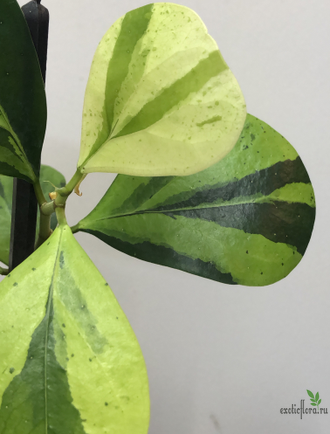 Ficus Diversifolia var.  Watermelon / фикус дельтовидный Арбуз