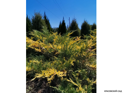 Можжевельник Блю энд Голд - Blue and Gold