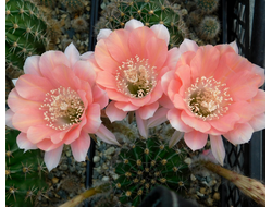 Echinopsis hybrid `Карамель` - 10 семян