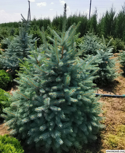 Ель Глаука - Glauca