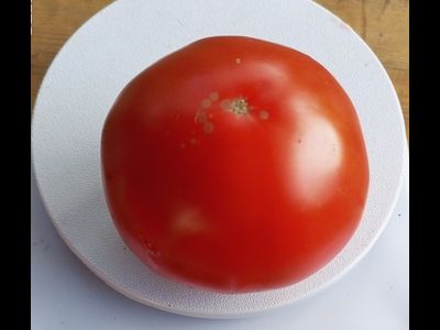 Томат Яблочный Липецкий